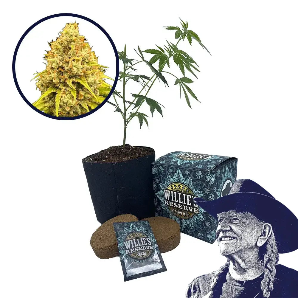 Super Lemon Haze Strain High Yield Grow Kit (THCA)