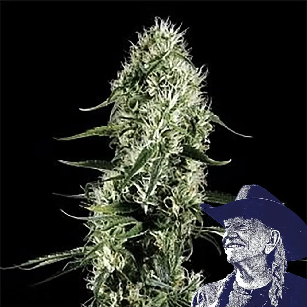 Super Silver Haze