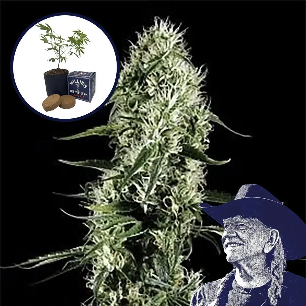 Super Silver Haze Grow Kit