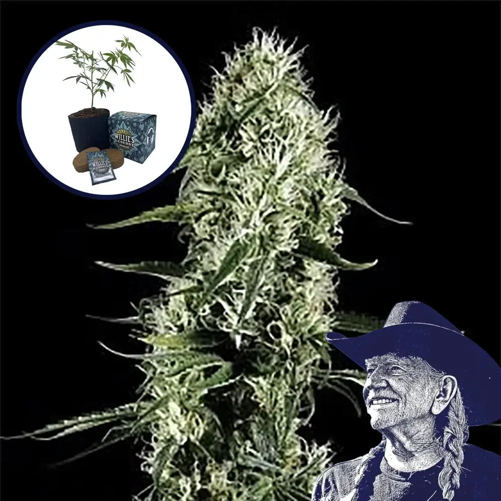 Super Silver Haze High Yield Grow Kit