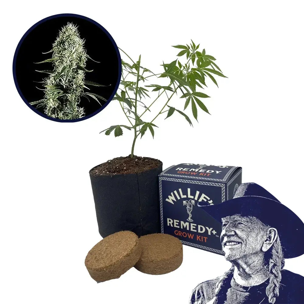 Super Silver Haze Strain Grow Kit