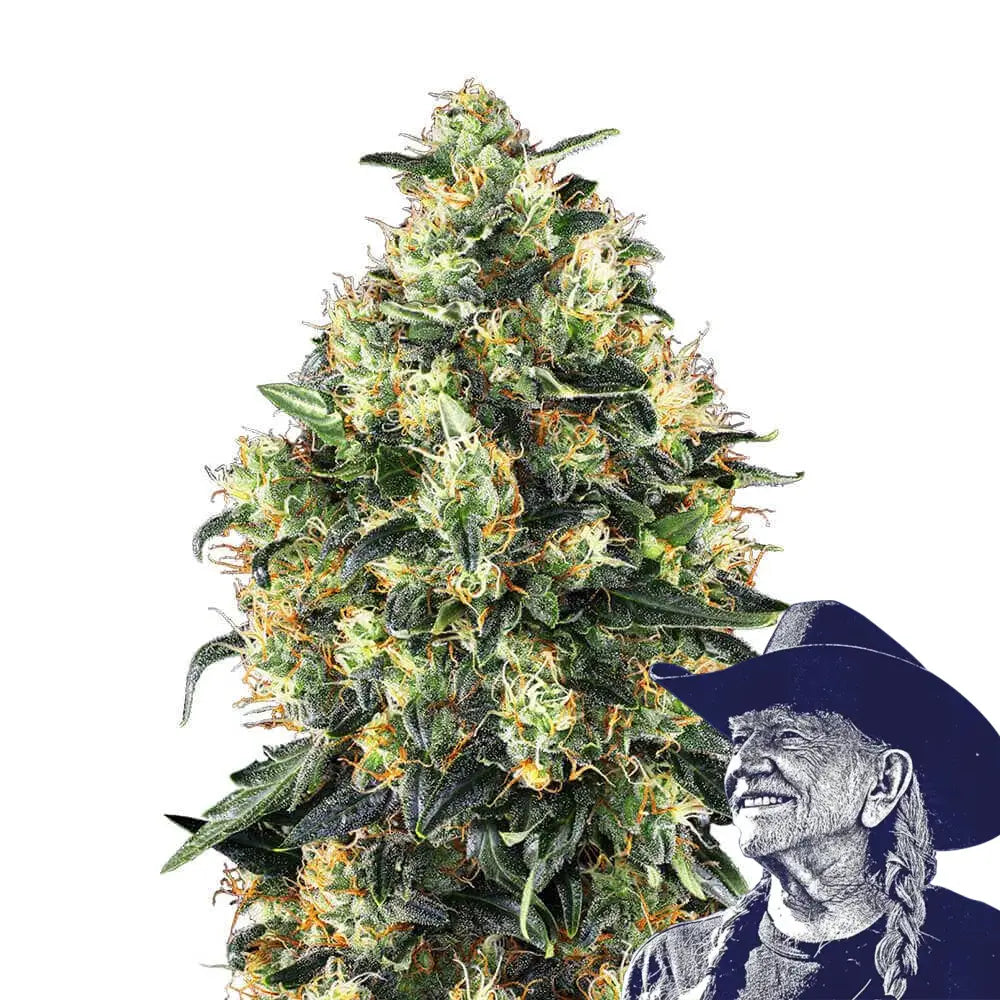 Super Skunk Auto