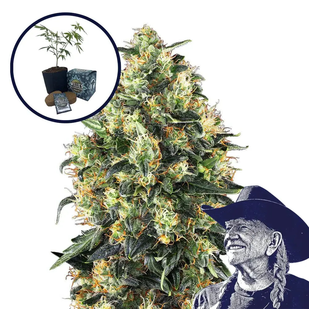 Super Skunk High Yield Grow Kit