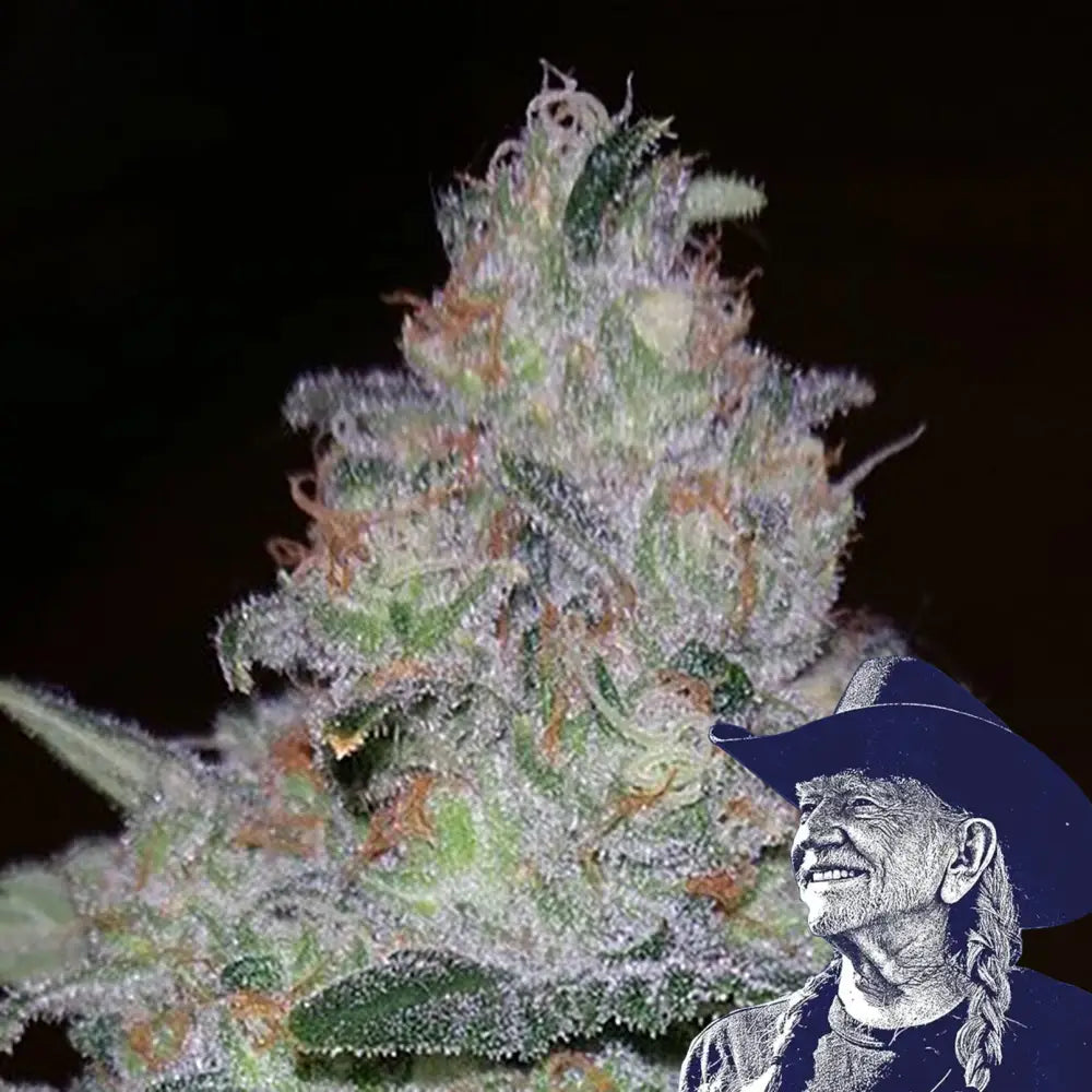Supernova Auto