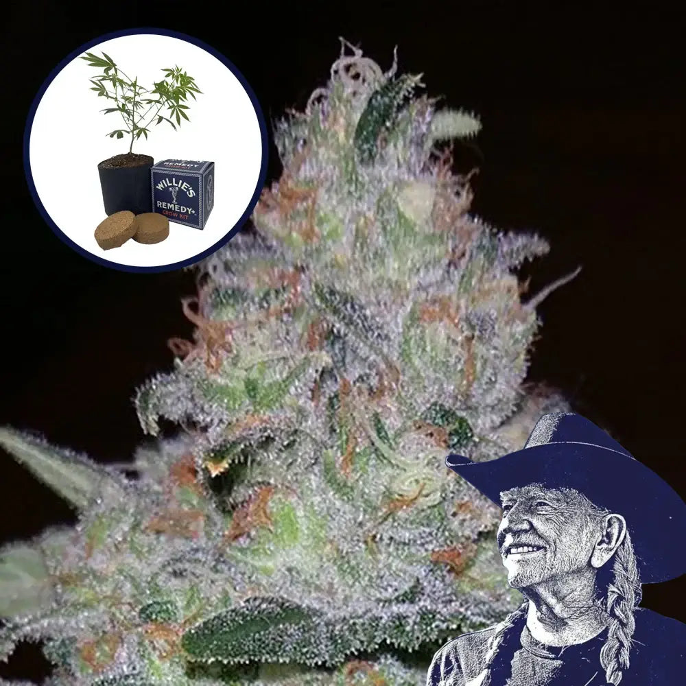Supernova Grow Kit