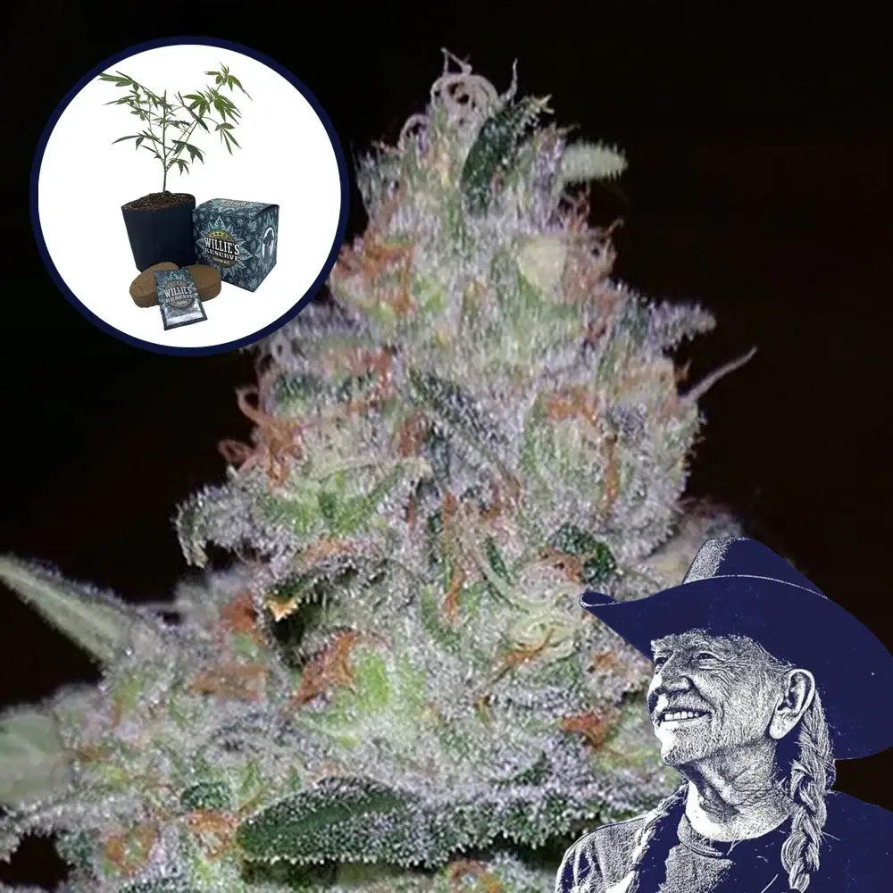 Supernova High Yield Grow Kit