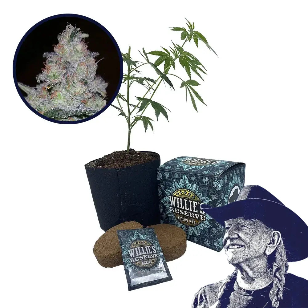 Supernova Strain High Yield Grow Kit