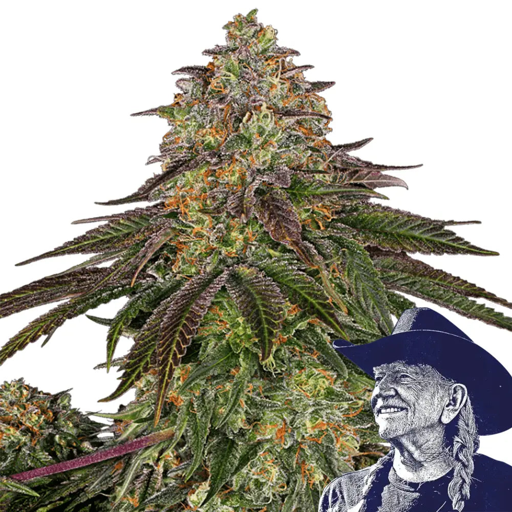 Sweet Kush