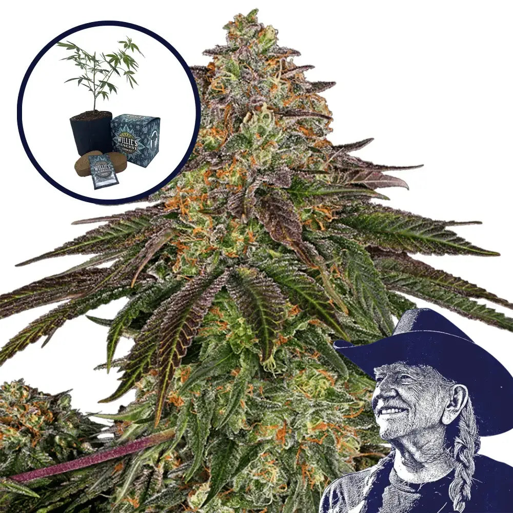 Sweet Kush High Yield Grow Kit