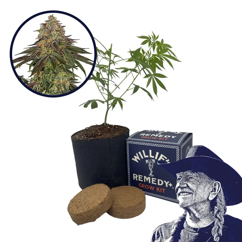 Sweet Kush Strain Grow Kit