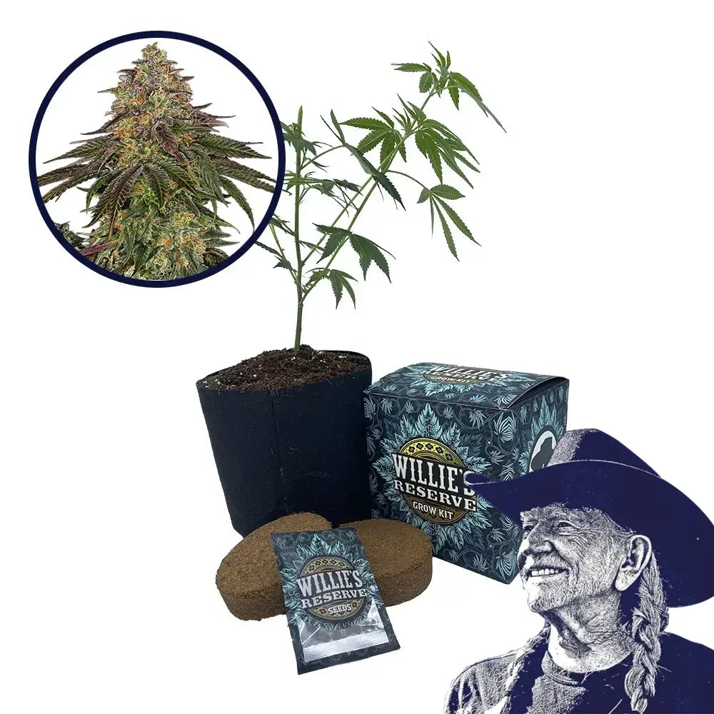 Sweet Kush Strain High Yield Grow Kit