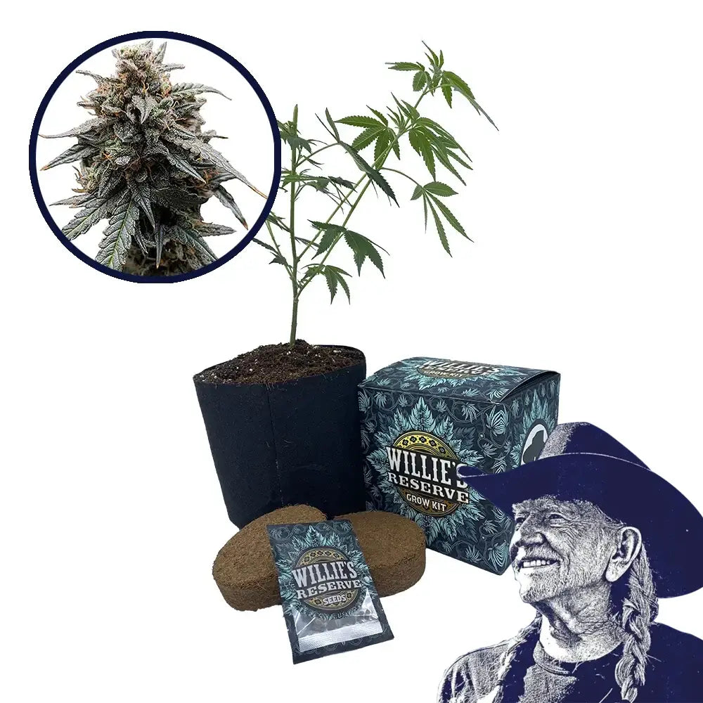 Sweet Tooth Strain High Yield Grow Kit