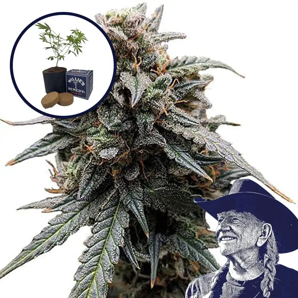 Tangerine Dream Grow Kit
