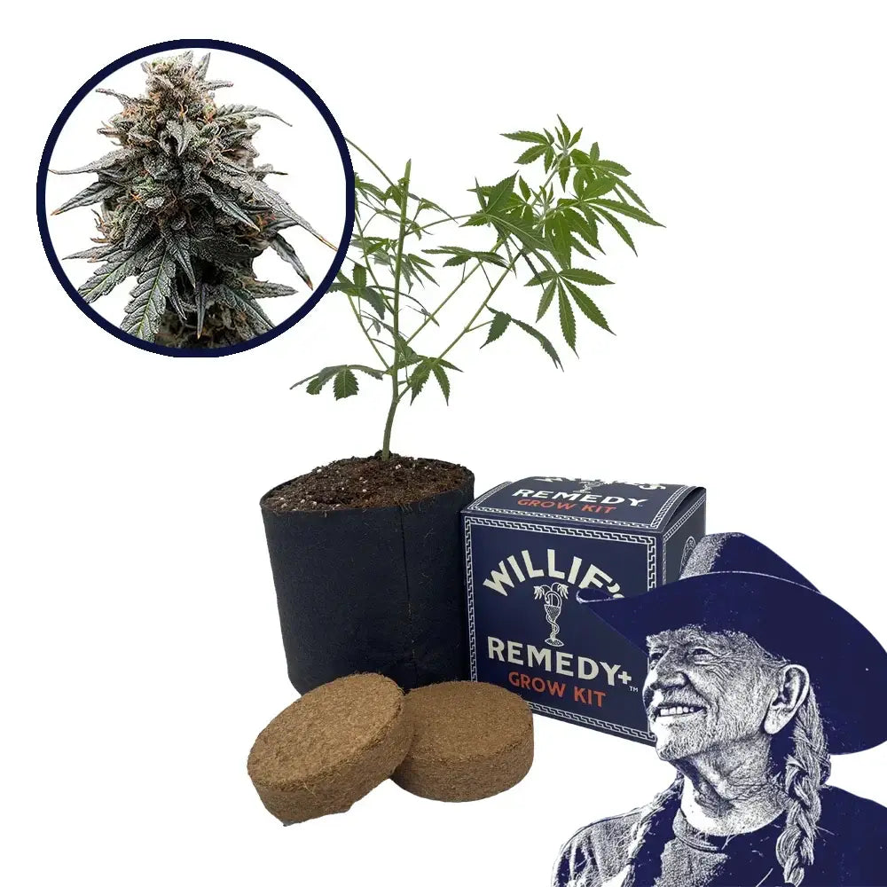 Tangerine Dream Strain Grow Kit