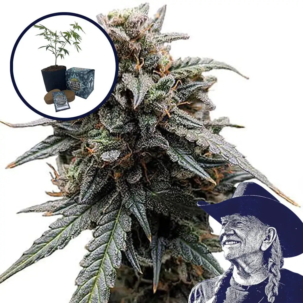 Tangerine Dream Strain High Yield Grow Kit