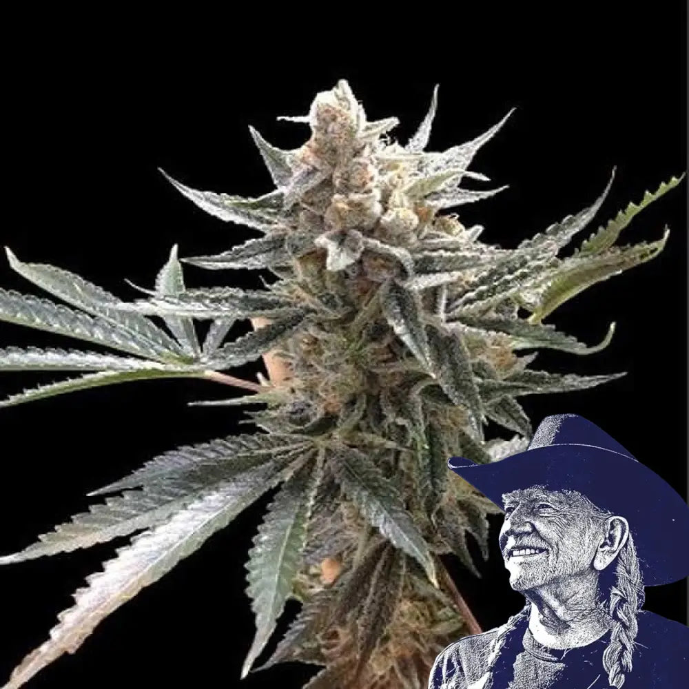 Tangie Auto