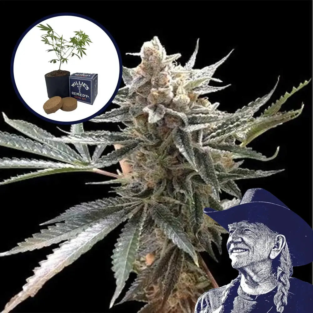 Tangie Grow Kit