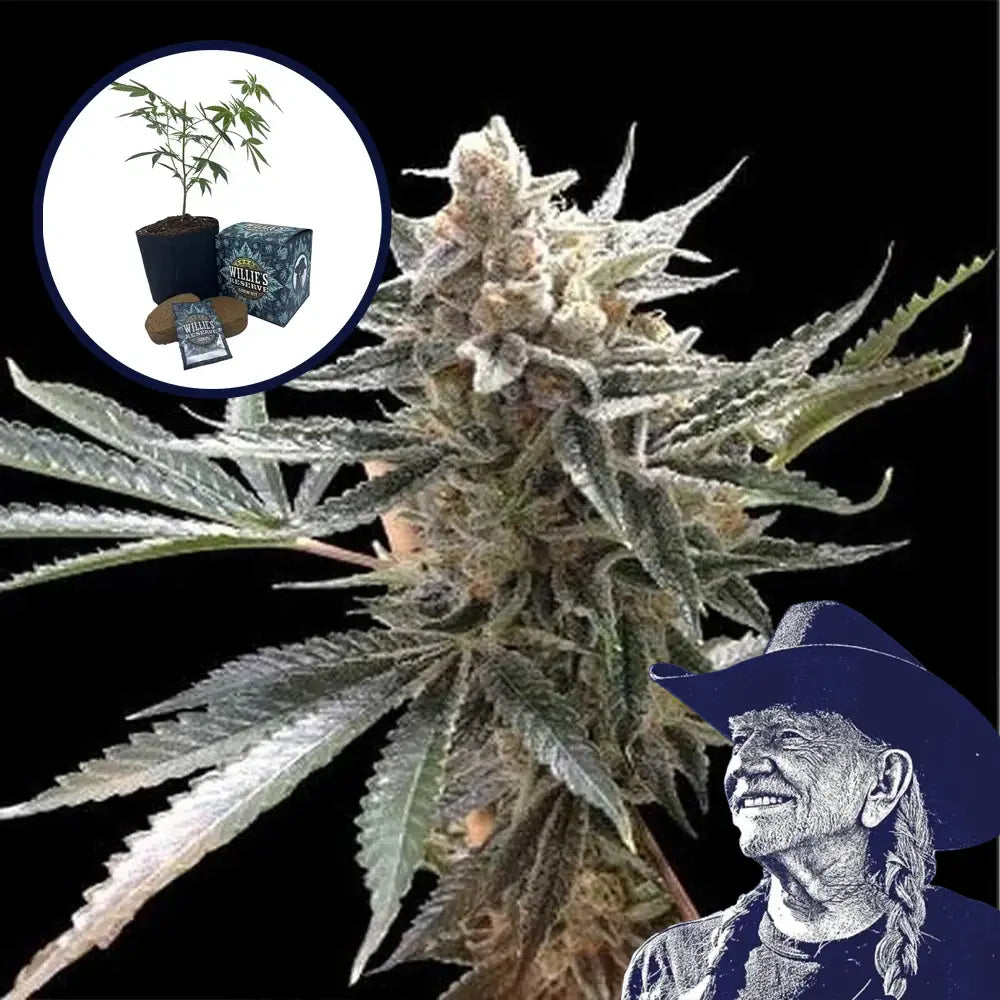 Tangie High Yield Grow Kit