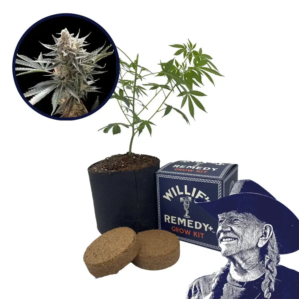 Tangie Strain Grow Kit