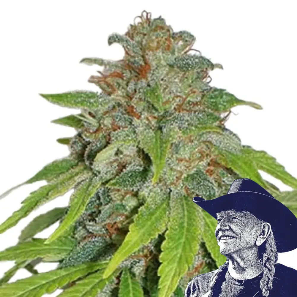 THCA Apple Jack Auto