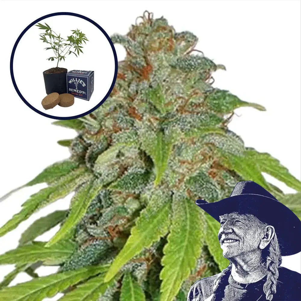 THCA Apple Jack Grow Kit
