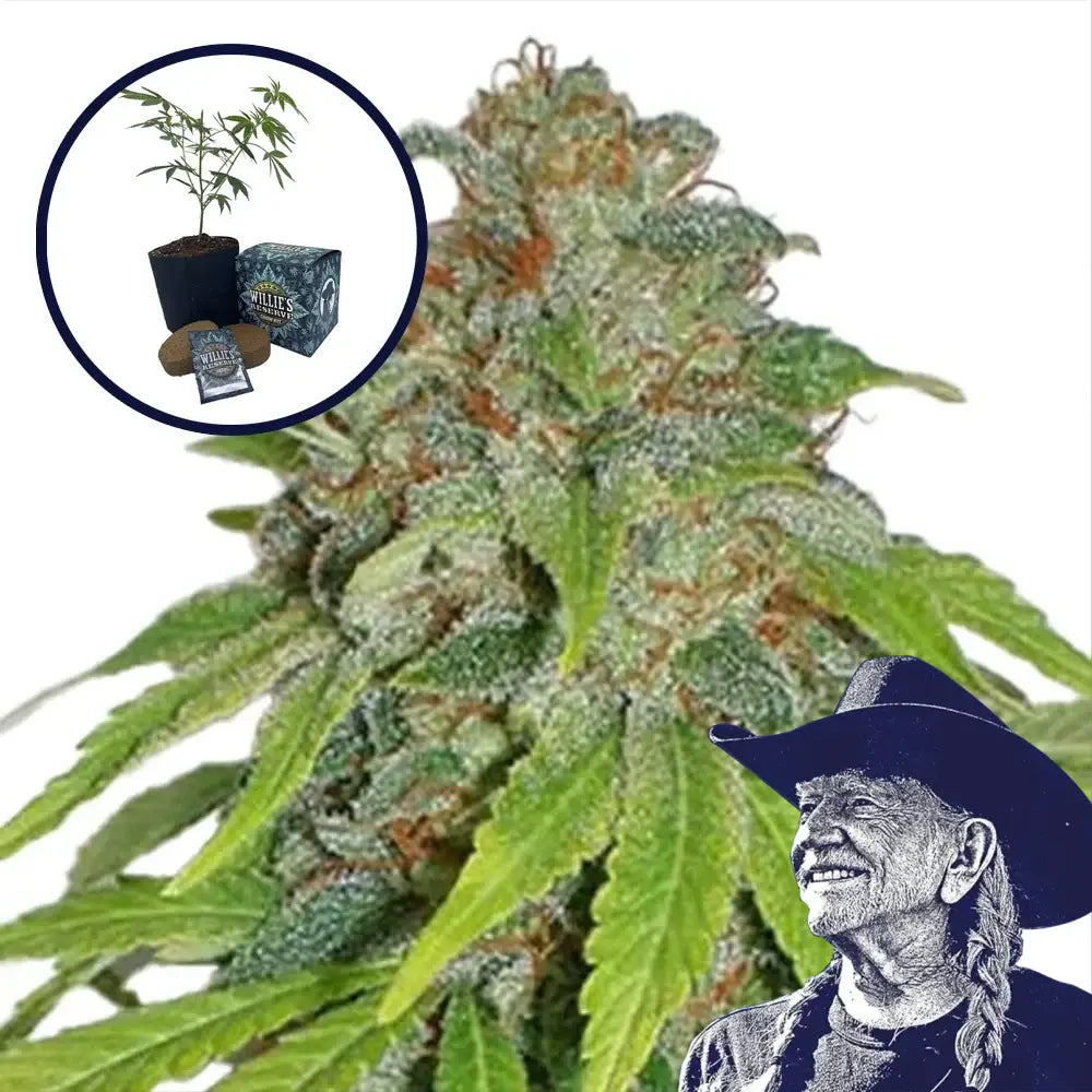 THCA Apple Jack High Yield Grow Kit