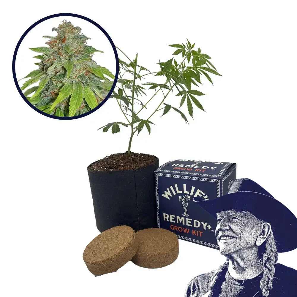 THCA Apple Jack Strain Grow Kit