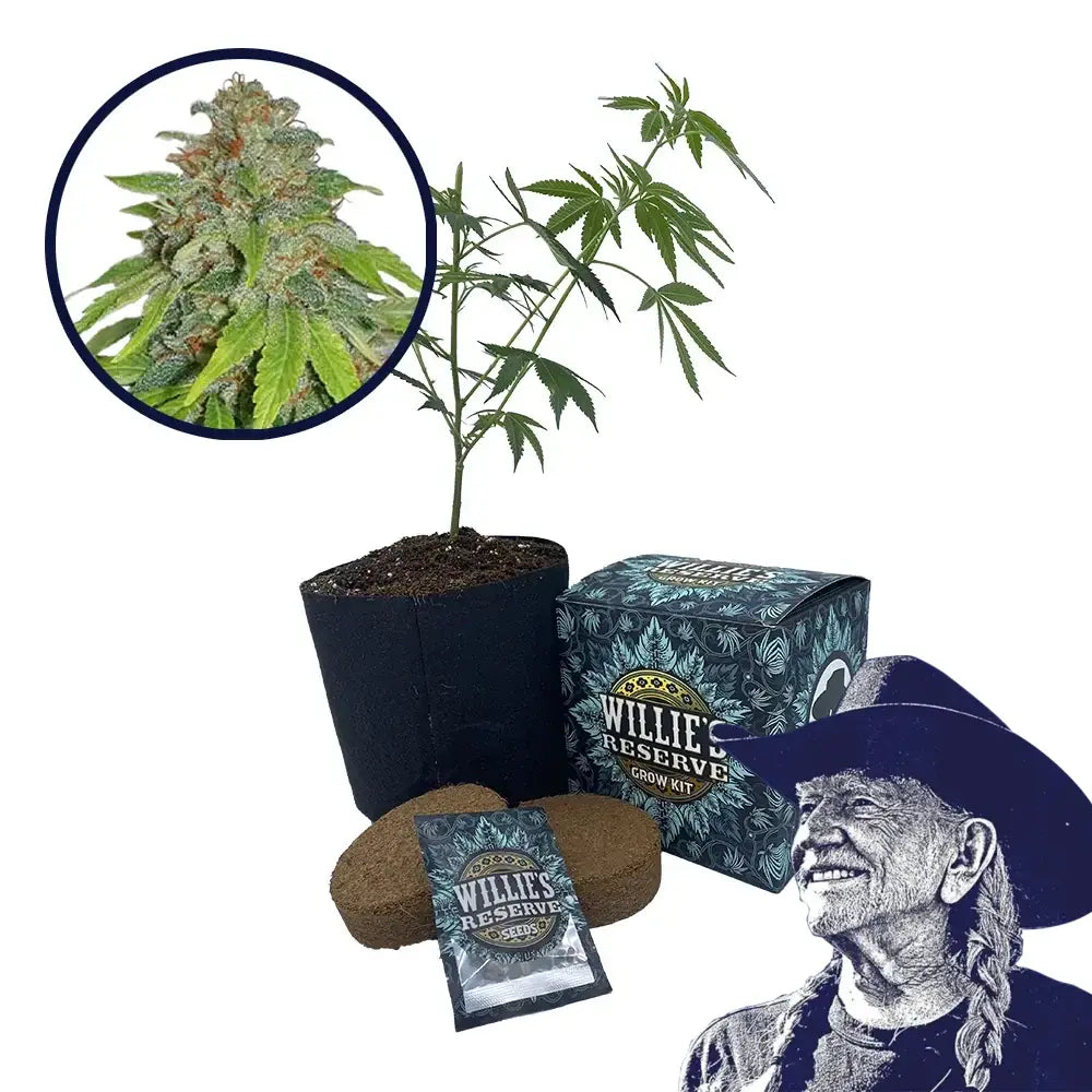 THCA Apple Jack Strain High Yield Grow Kit