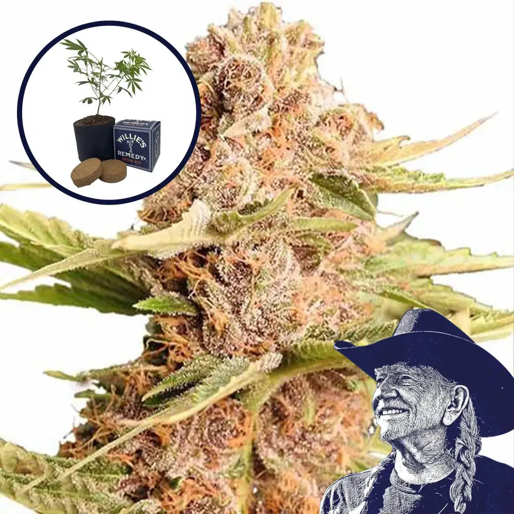THCA Girl Scout Cookie Grow Kit