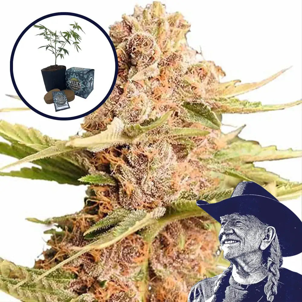THCA Girl Scout Cookie High Yield Grow Kit