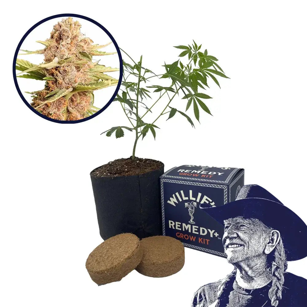 THCA Girl Scout Cookie Strain Grow Kit
