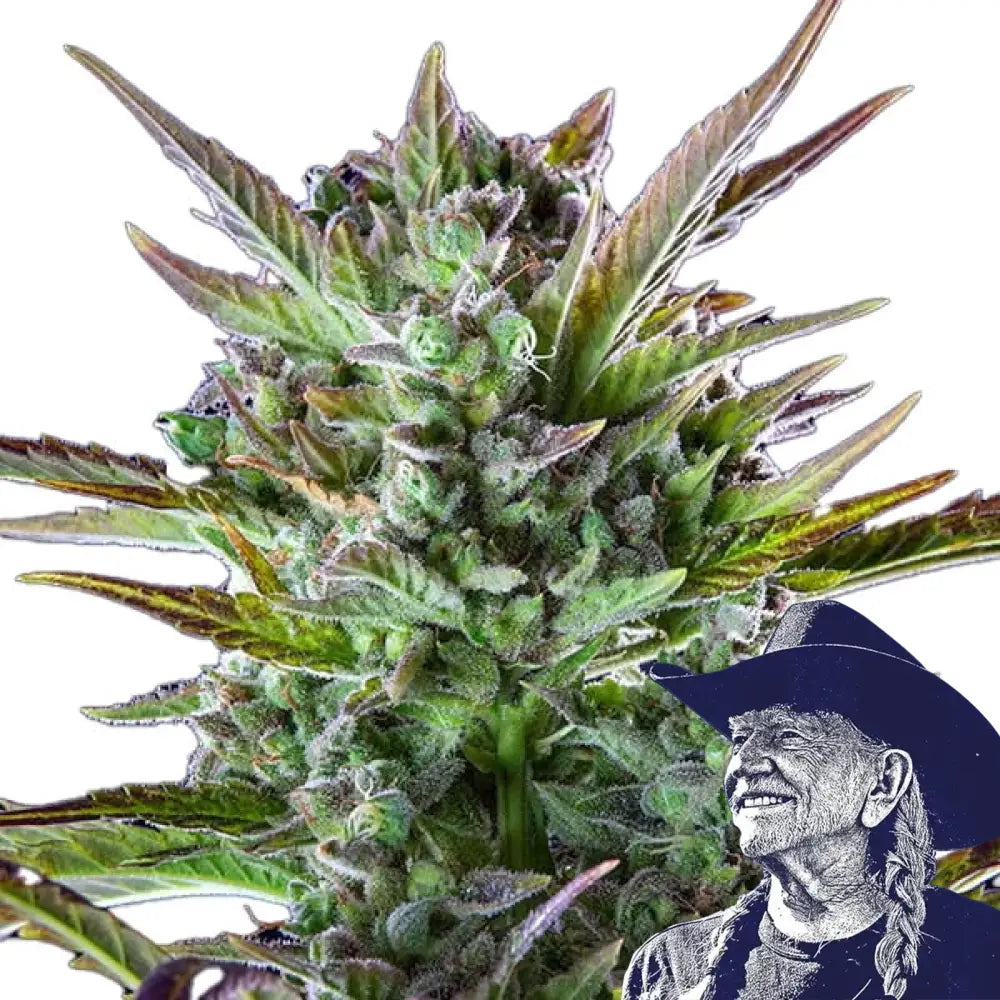 THCA Pineapple OG Auto