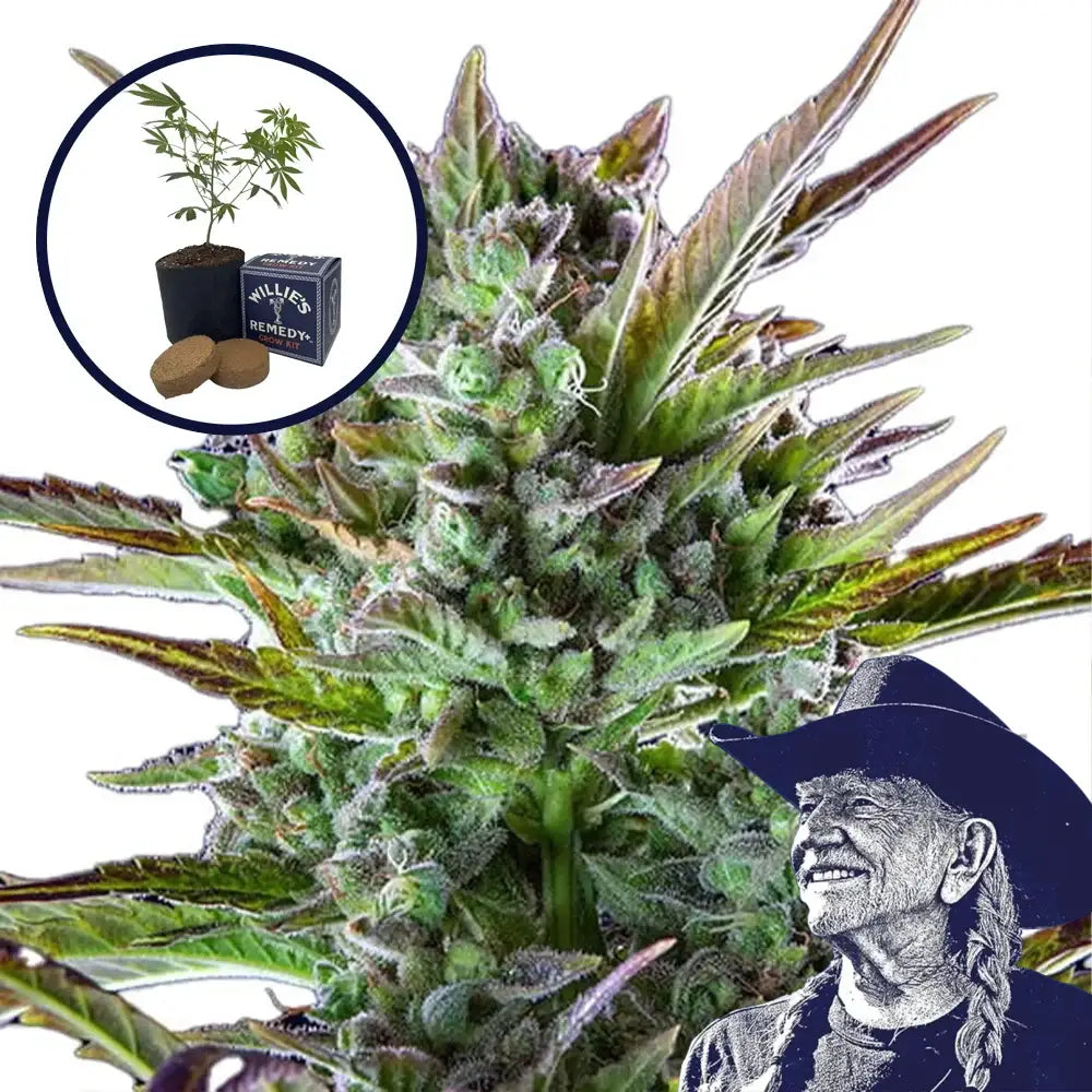 THCA Pineapple OG Grow Kit
