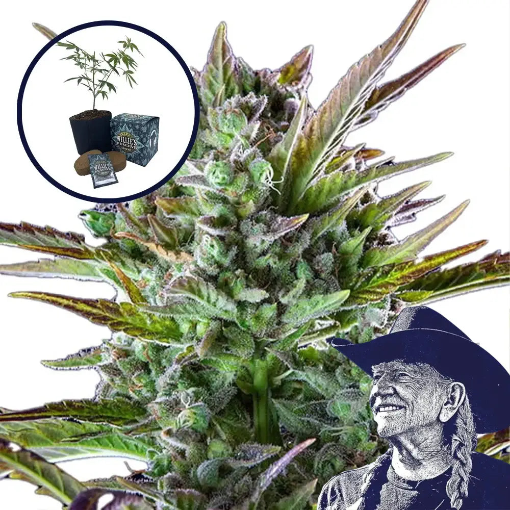 THCA Pineapple OG High Yield Grow Kit