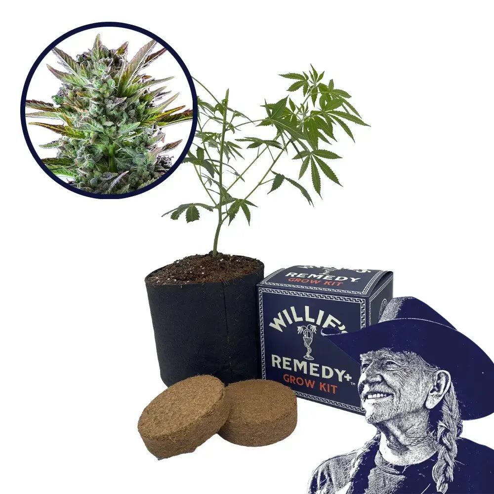 THCA Pineapple OG Strain Grow Kit
