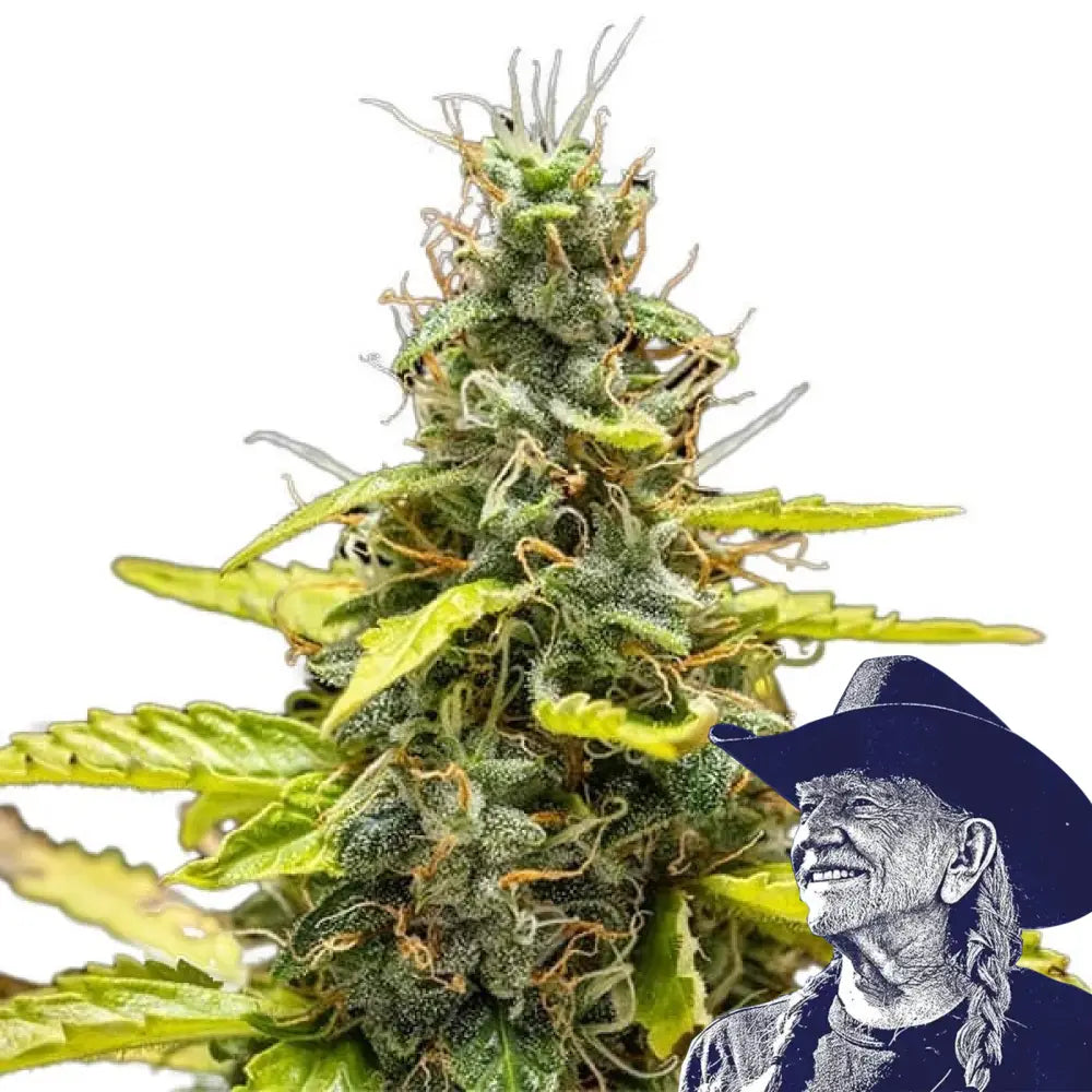 THCA Runtz Auto