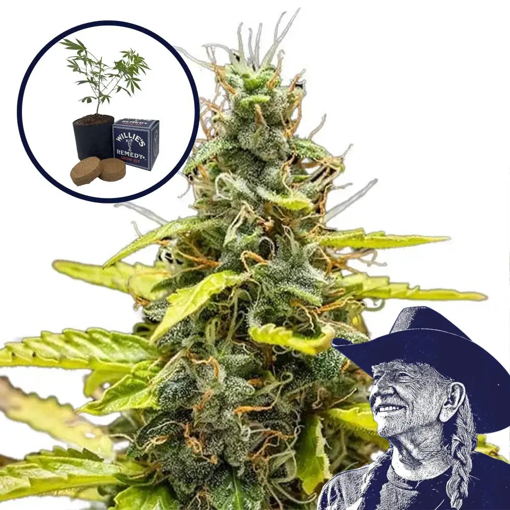 THCA Runtz Grow Kit