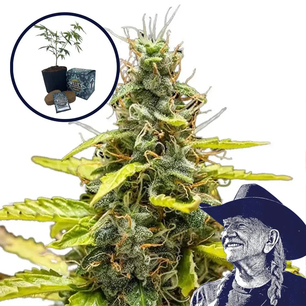 THCA Runtz High Yield Grow Kit