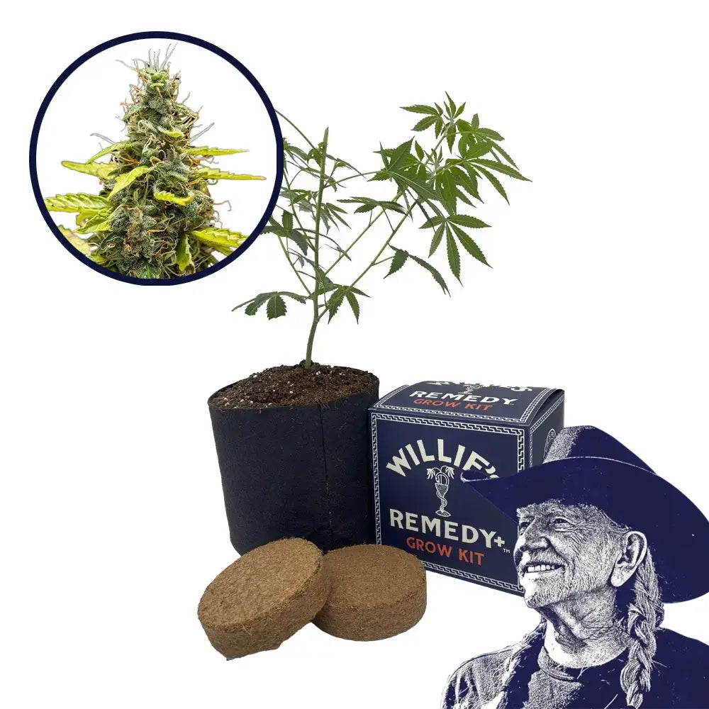 THCA Runtz Strain Grow Kit