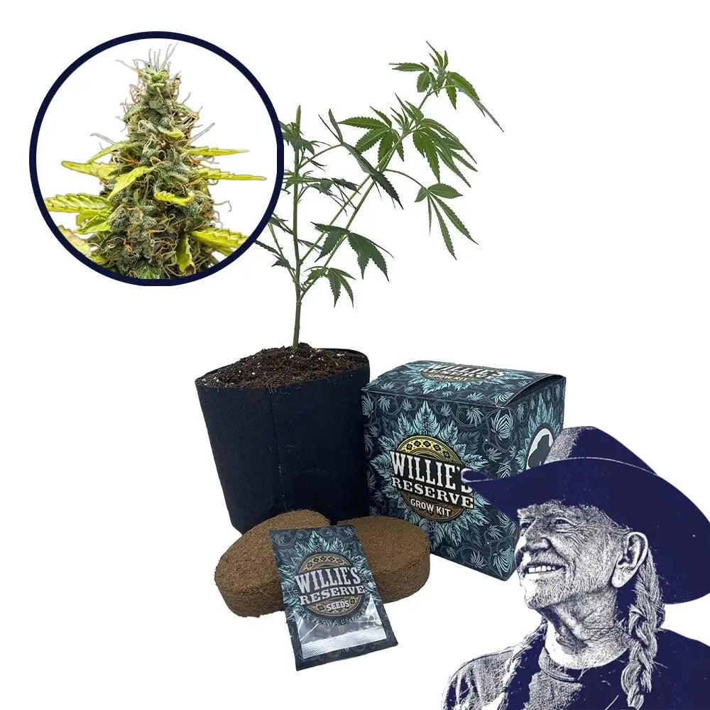 THCA Runtz Strain High Yield Grow Kit