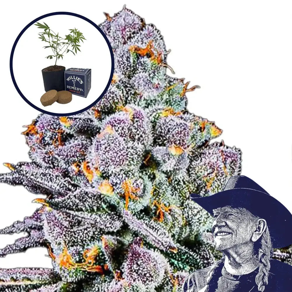 THCA Sex Panther Grow Kit