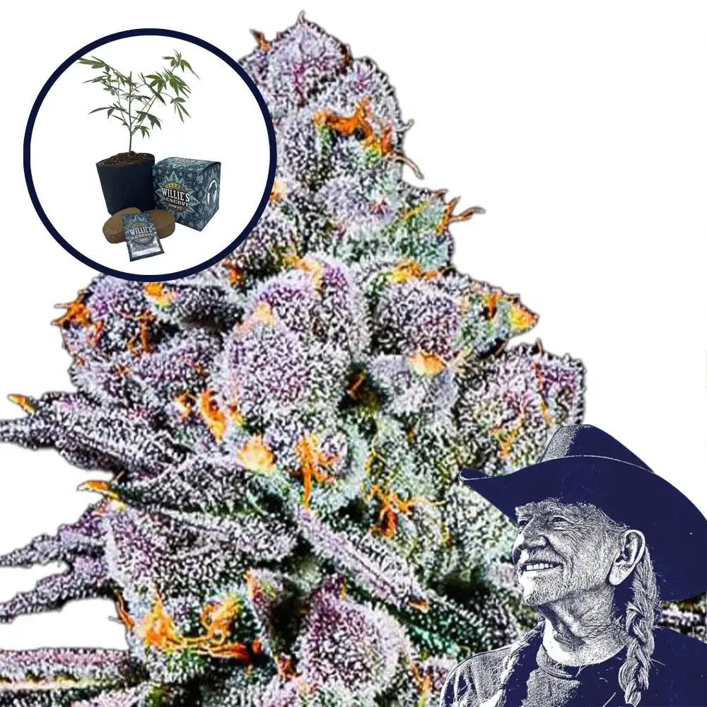THCA Sex Panther High Yield Grow Kit