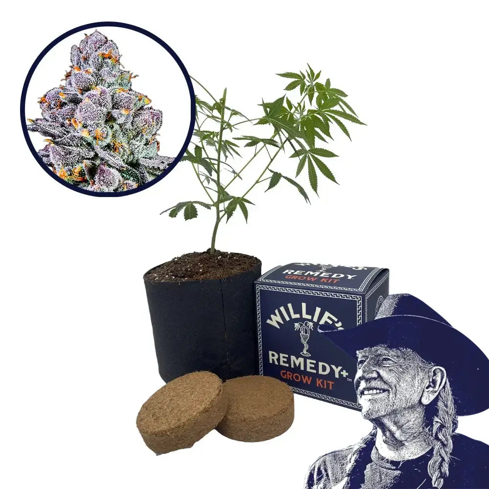 THCA Sex Panther Strain Grow Kit