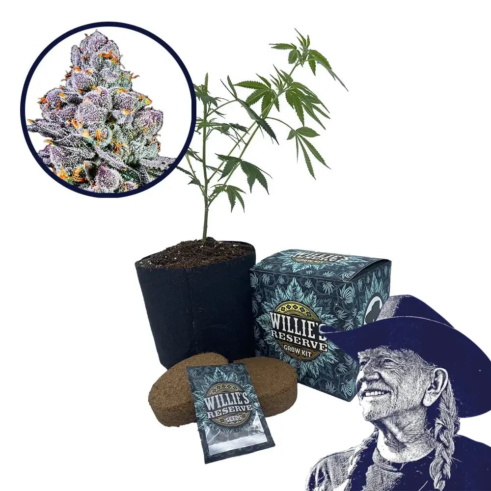 THCA Sex Panther Strain High Yield Grow Kit
