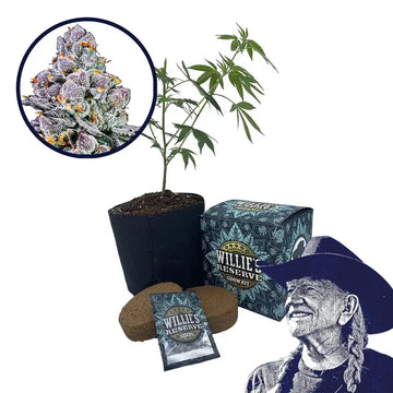 THCA Sex Panther Strain High Yield Grow Kit