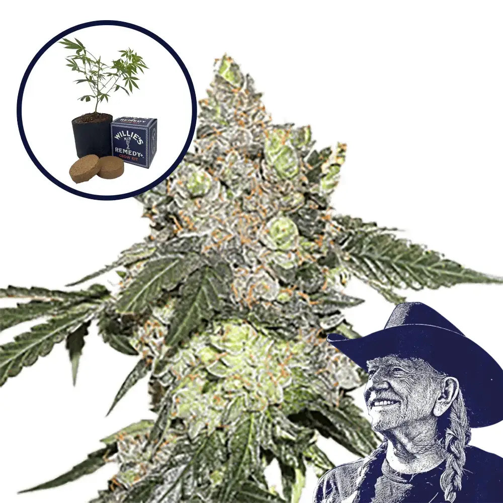 Thin Mint Cookies Grow Kit