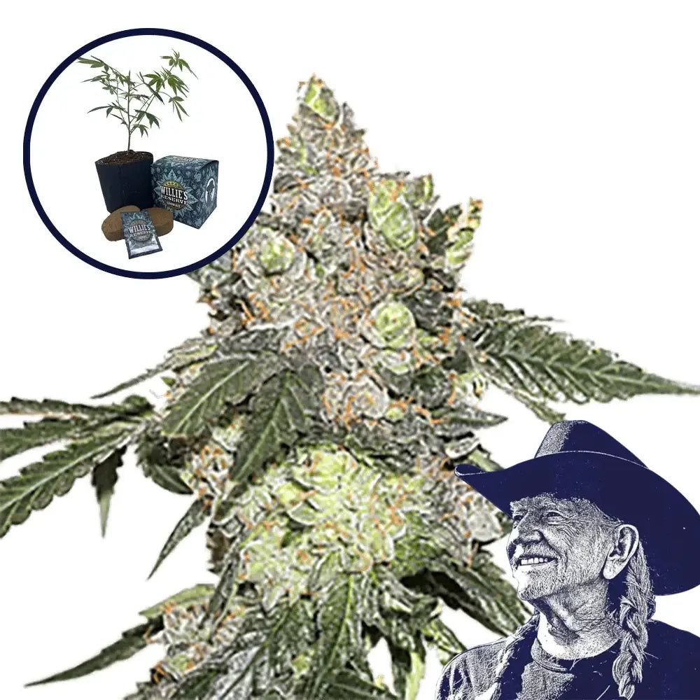 Thin Mint Cookies High Yield Grow Kit