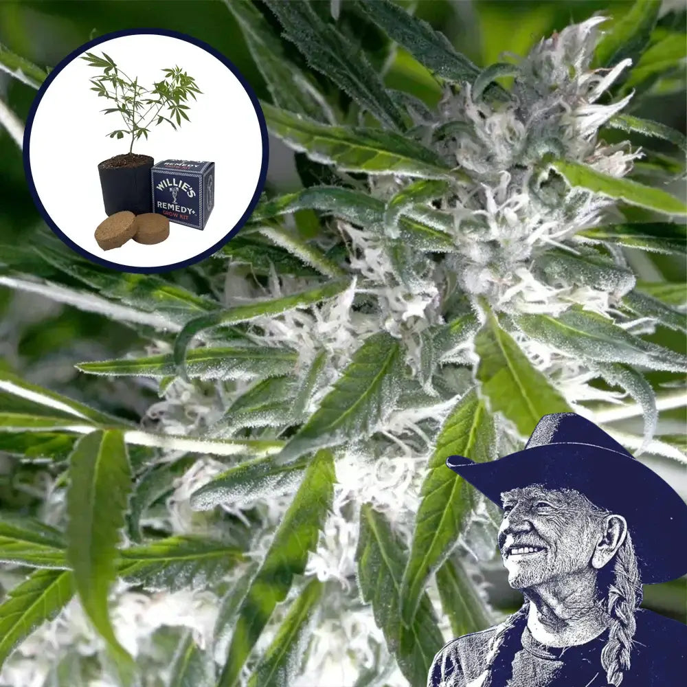 Trainwreck Grow Kit