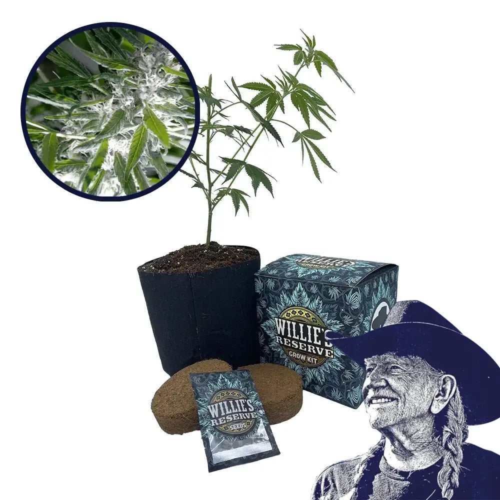Trainwreck Strain High Yield Grow Kit