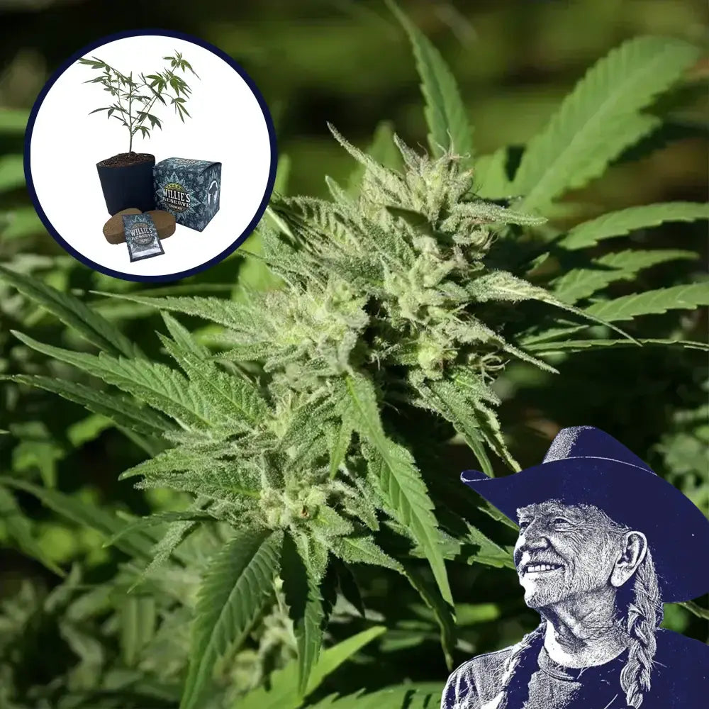 Triangle Kush High Yield Grow Kit